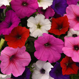 Petunia Easywave Mix