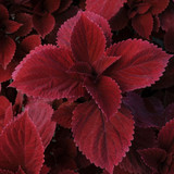 Coleus Premium Sunfighter Collection