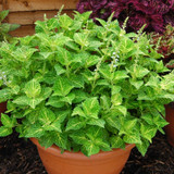 Coleus Premium Sunfighter Collection