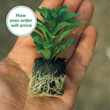 Coleus Premium Sunfighter Collection
