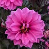 Dahlia Gardenetta Collection