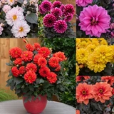 Dahlia Gardenetta Collection