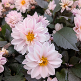 Dahlia Gardenetta Collection