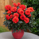 Dahlia Gardenetta Collection
