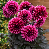Dahlia Gardenetta Collection