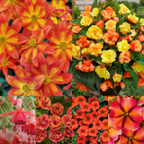 Orange Basket Collection