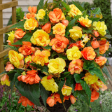 Orange Basket Collection
