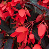 Begonia Starshine Bronze Red