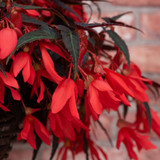 Begonia Starshine Bronze Red