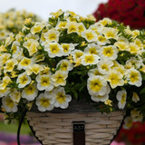 Calibrachoa Cabaret Frosty Lemon