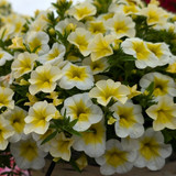 Calibrachoa Cabaret Frosty Lemon