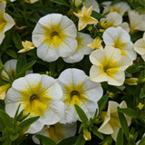 Calibrachoa Cabaret Frosty Lemon