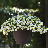 Calibrachoa Cabaret Frosty Lemon