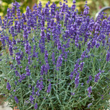 Lavender Vienco Early Purple