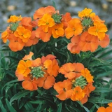 Erysimum Apricot Twist