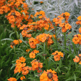 Erysimum Apricot Twist