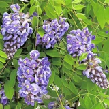 Wisteria Frutescens Amethyst Falls