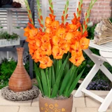 Gladiolus Gladdies Jenny