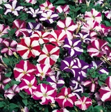 Petunia Star Mix