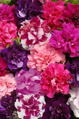 Petunia Pirouette Mix