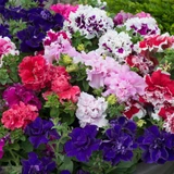 Petunia Pirouette Mix