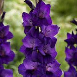 Gladioli Giant Flowering Exhibition Collection