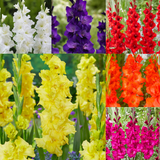 Gladioli Giant Flowering Exhibition Collection