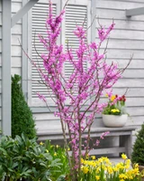 Cercis chinesis Avondale