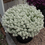 Lobularia Lucia White