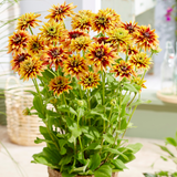 Rudbeckia Enchanted Collection