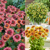 Rudbeckia Enchanted Collection