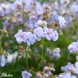 Geranium pratense 'Cloud Nine'