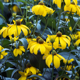 Rudbeckia laciniata 'Herbstsonne'