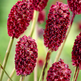 Sanguisorba Tanna