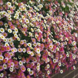 Erigeron karvinskianus