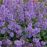 Nepeta fasssenii Junior Walker