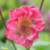 Geum 'Pink Petticoats'