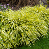Hakonechloa macra 'Aureola'