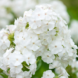 Phlox paniculata 'David'