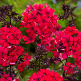 Phlox paniculata 'Starfire'