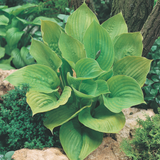 Hosta 'Sum and Substance'
