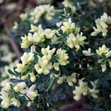 Coronilla glauca 'Citrina'