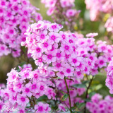Phlox paniculata Premium Collection
