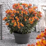 Alstroemeria Summer Paradise Collection (3)