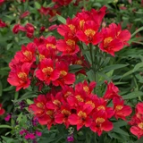 Alstroemeria Summer Paradise Collection (3)