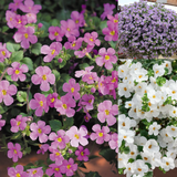 Bacopa Suprolific Collection