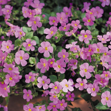 Bacopa Suprolific Collection