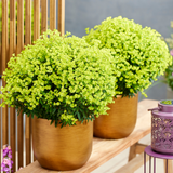Euphorbia Ascot Petite