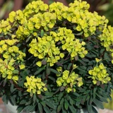 Euphorbia Ascot Petite