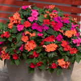 Buzy Lizzie Impatiens Beacon Salsa Mix